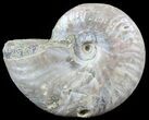 Silver Iridescent Ammonite - Madagascar #51493-1